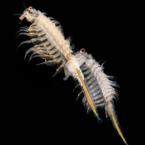 Артемия Салина (Artemia salina)