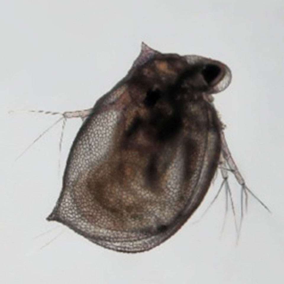 Цериодафния Аффинис (Ceriodaphnia affinis)