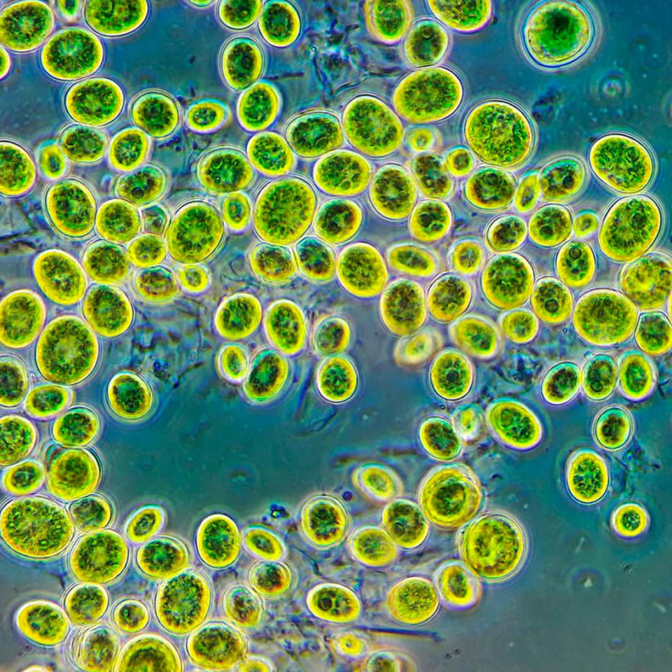 Хлорелла (Chlorella vulgaris Beijer)