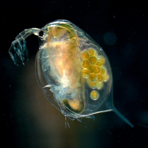 Дафния магна (Daphnia magna Straus)