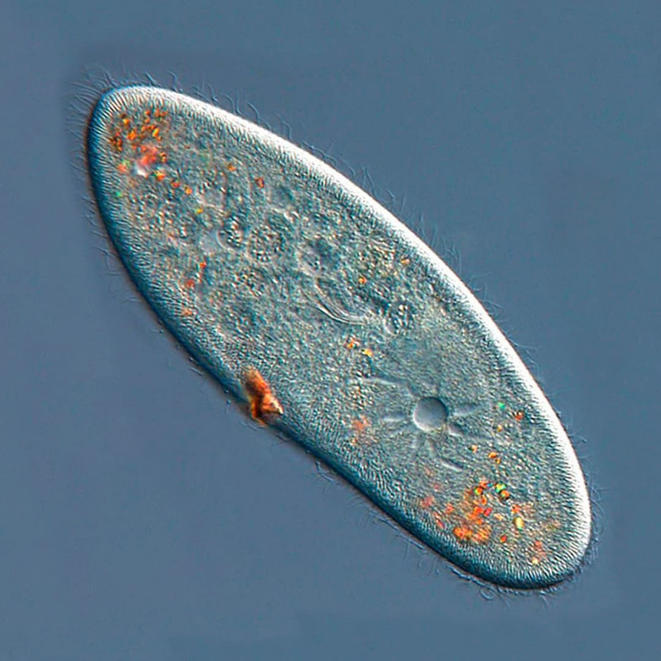 Парамеция хвостатая (Paramecium caudatum)