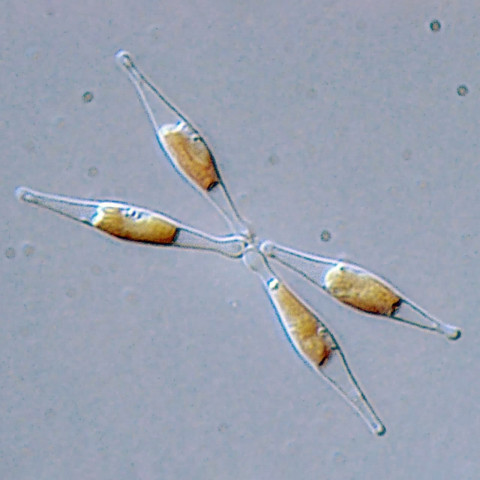 Феодактилум трикорнутум (Phaeodactylum tricornutum Bohlin)